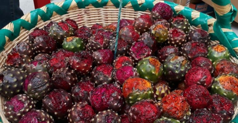 Cancelan la Semana Cultural y la Feria de la Pitaya en Jalpa