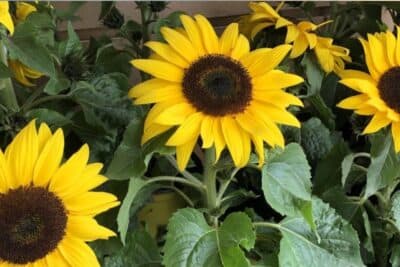 La magia de los girasoles en el hogar