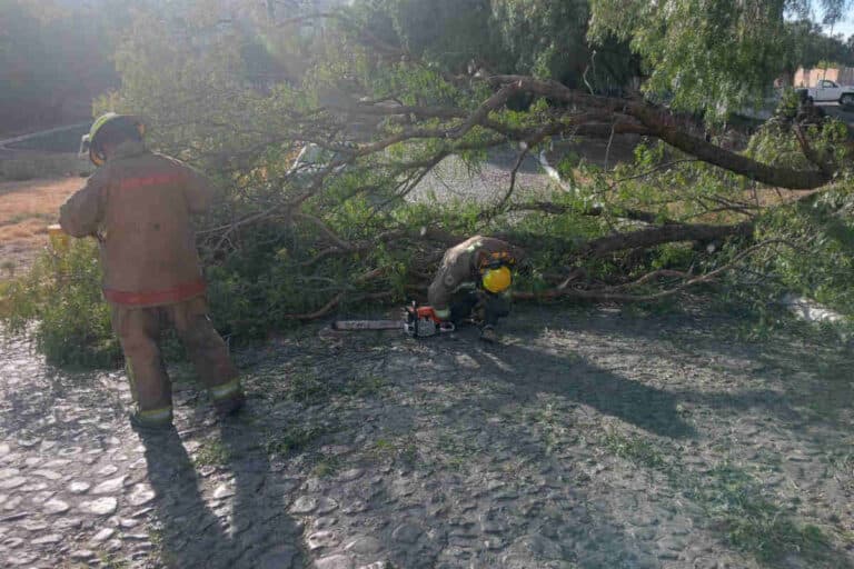 Protección Civil Estatal retira árbol caído en el Centro Platero