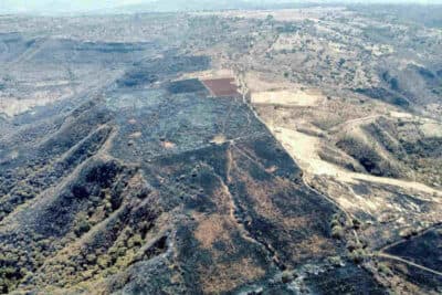 Incendio forestal en El Teúl de González Ortega consume más de 500 hectáreas en el predio Los Cisneros