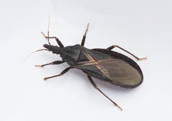 El vinchuca es un insecto de 3 centímetros.