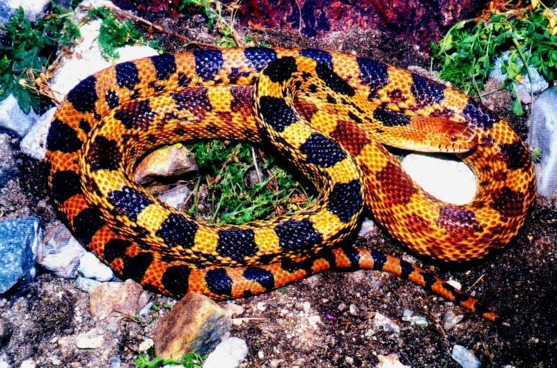 Es una serpiente depredadora de roedores, que llega a medir hasta 1.6 metros de longitud; generalmente, es de color amarillo con manchas cuadrangulares oscuras, sin embargo, la coloración de la piel puede variar. 