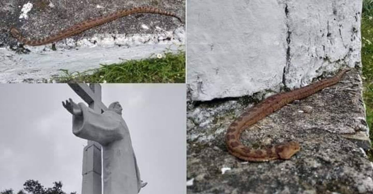 Vecinos reportaron al menos tres serpientes de gran tamaño en la escultura de Cristo Rey.