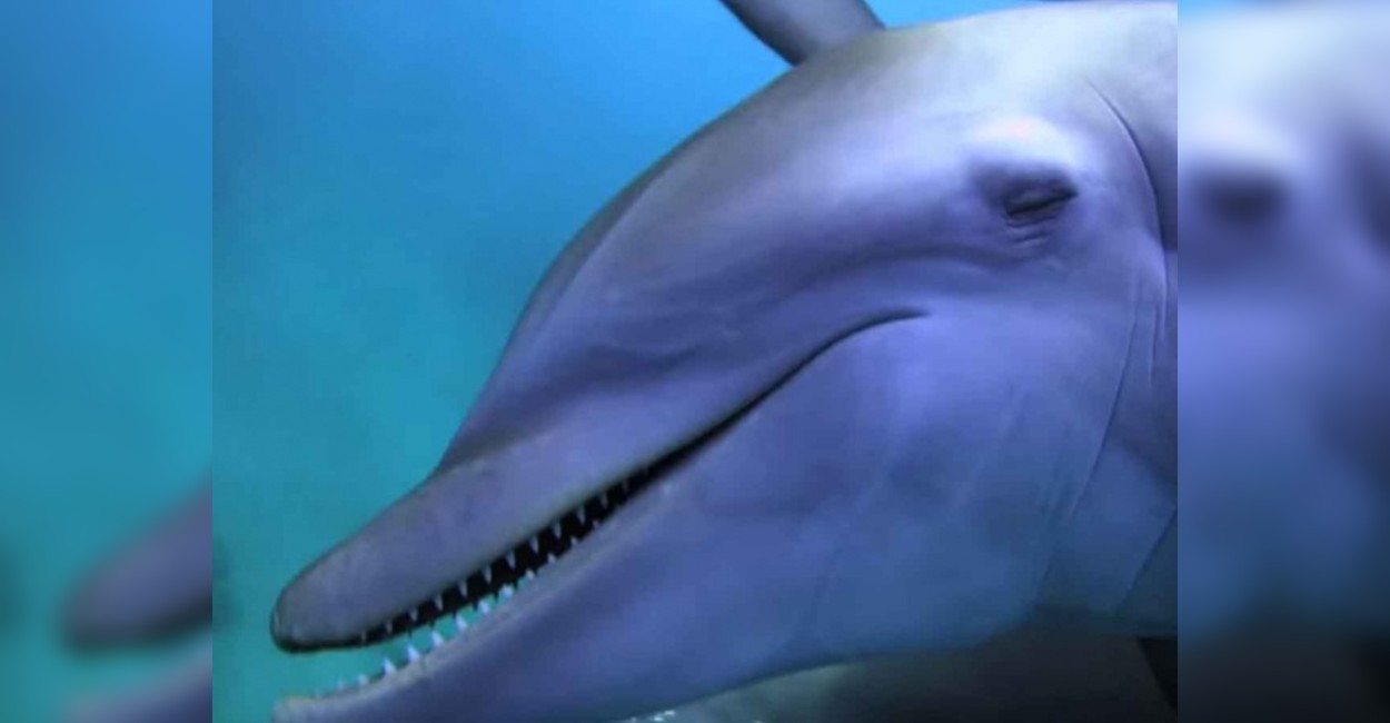 Los delfines le dan ligeras mordidas en repetidas ocasiones para que comience a secretar tetrodotoxina.