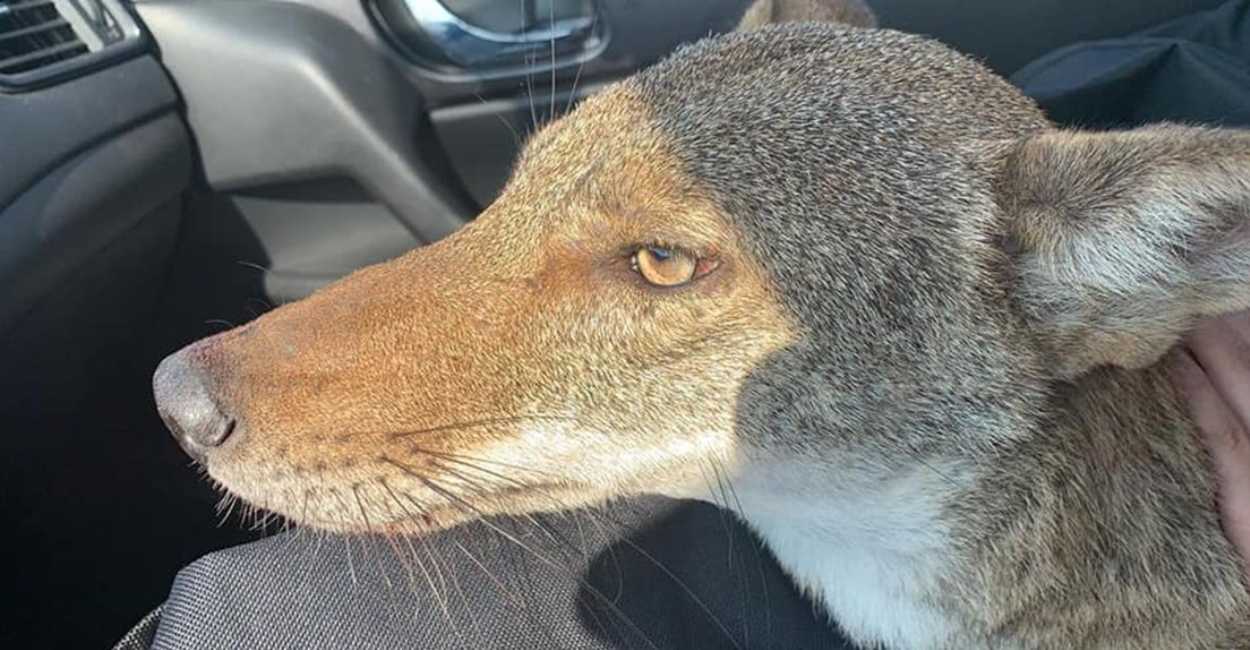 Pancho, el coyote rescatado murió el domingo por la noche.