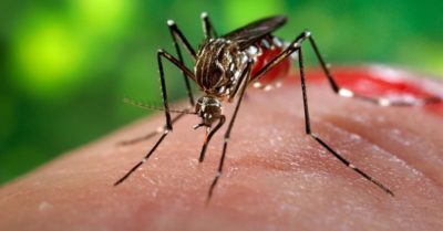 casos de dengue en zacatecas