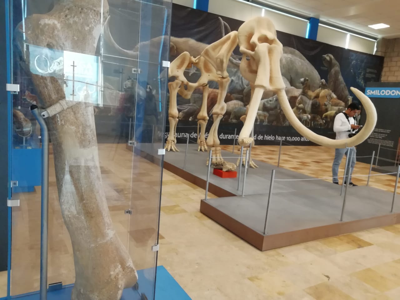 Mega Bestias del pasado mamut