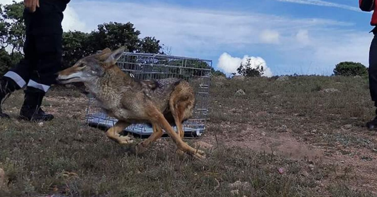 coyote atropellado en Zacatecas