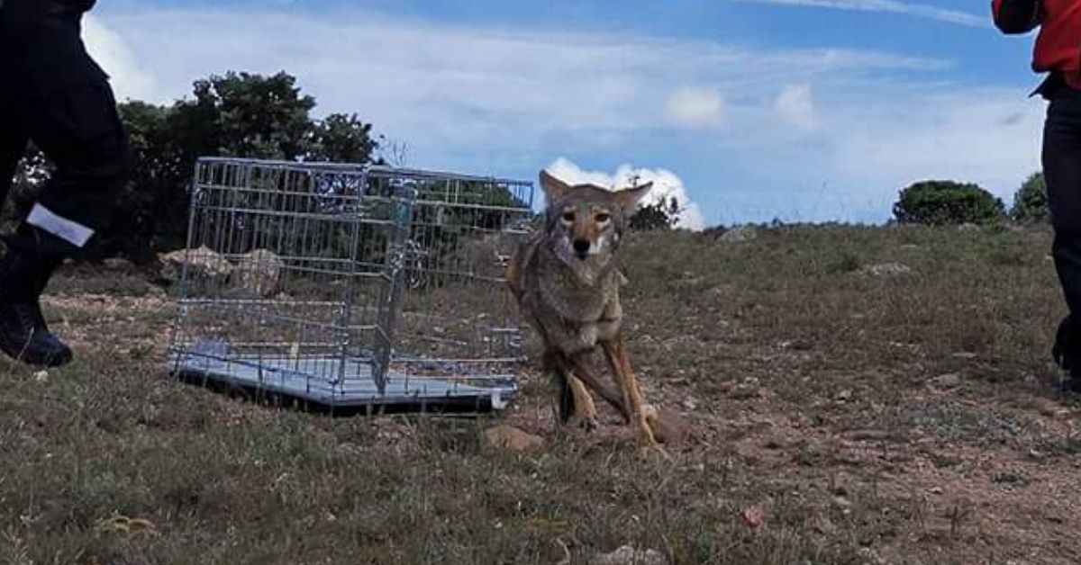 El coyote fue liberado en el Cerro de la Virgen. Foto: Cortesía.