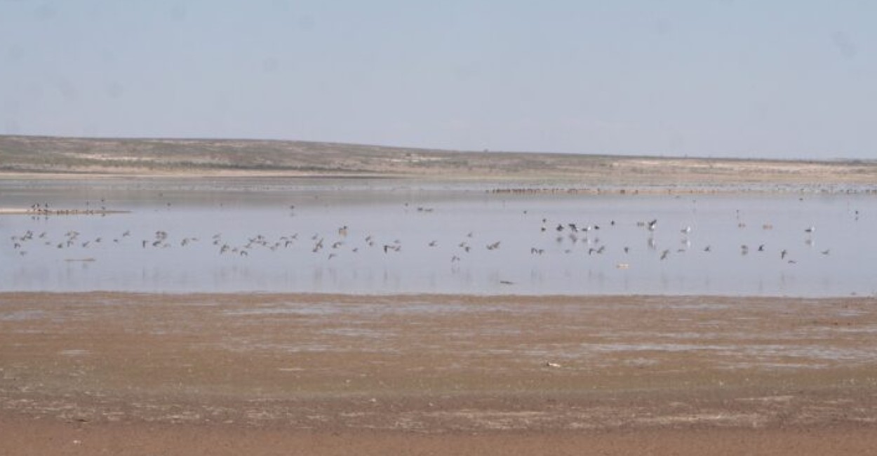 En la laguna hay 37 especies de aves migratorias. 