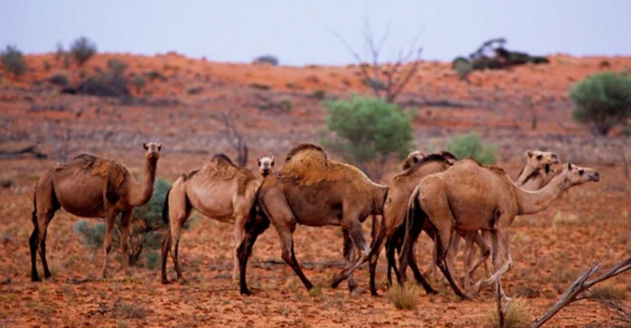 Resultado de imagen para camellos en australia
