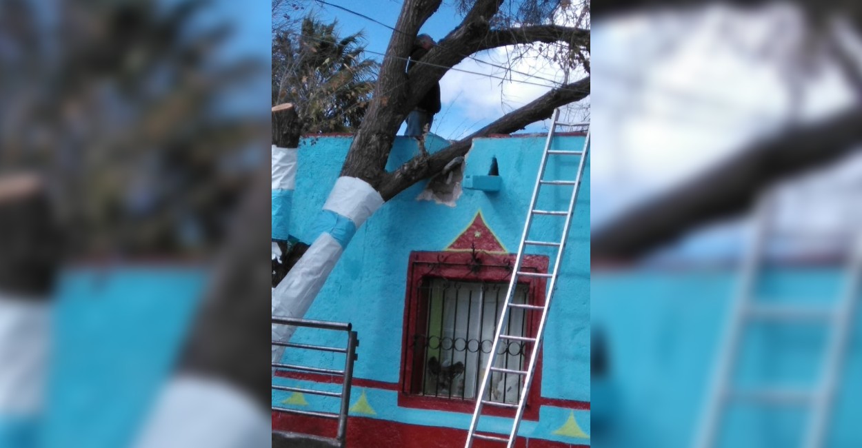 Una vivienda en la calle Porfirio Díaz, sufrió daños luego de que un árbol le cayera encima.