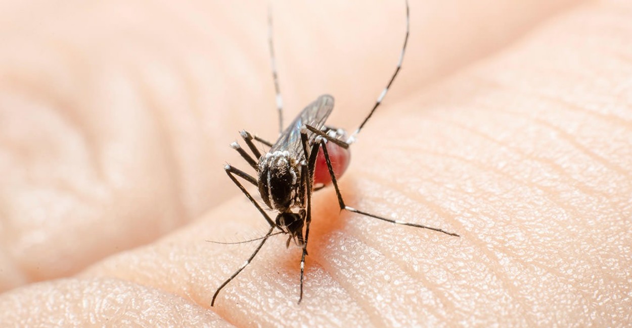 Se prevé reducir la población de insectos que transmiten enfermedades. Foto: Cortesía.