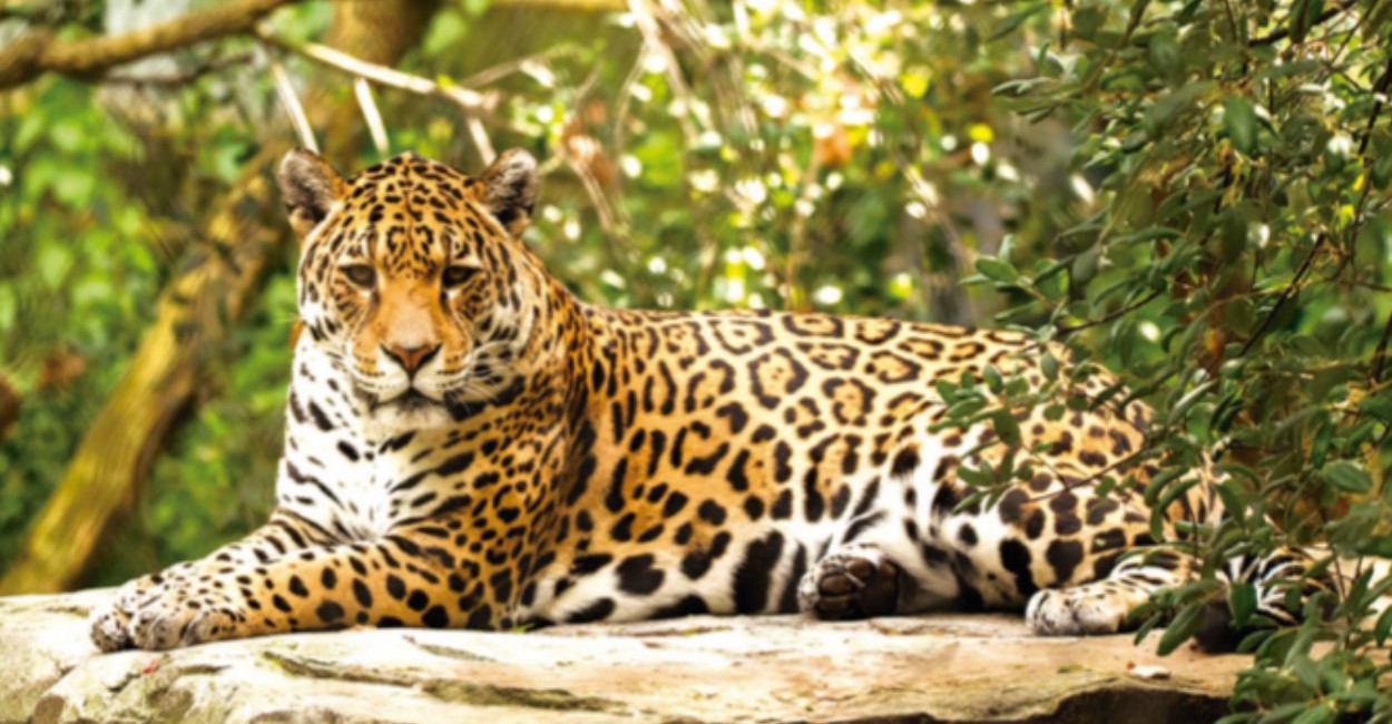 Especies como el jaguar o la guacamaya están en peligro de extinción.