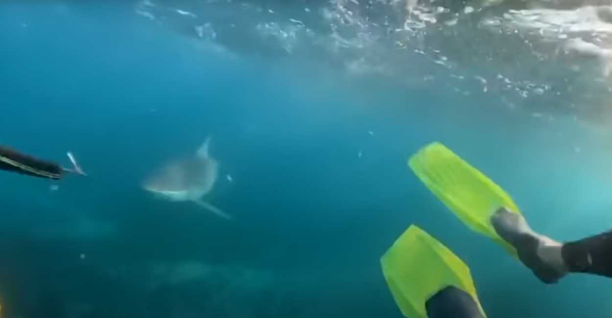 El tiburón persiguió a los jóvenes hasta que uno de ellos lo espantó con una arma de lanza utilizada para la pesca submarina.