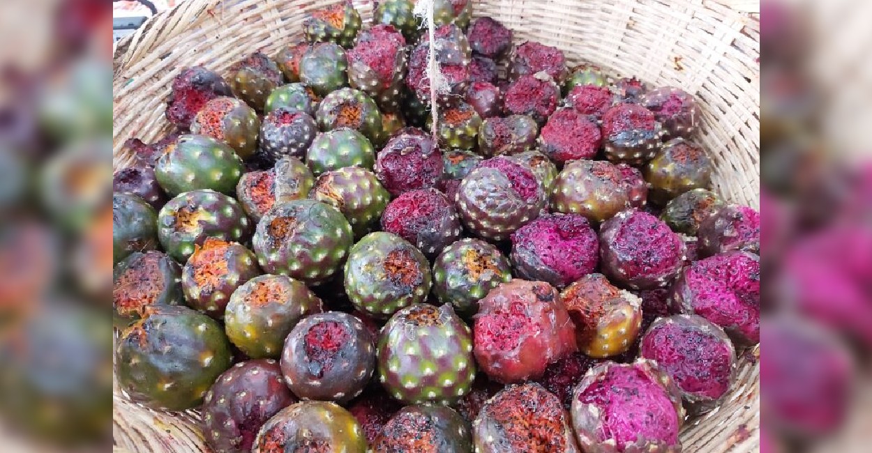 Las pitayas son un fruto silvestre. Foto: Rocío Ramírez.