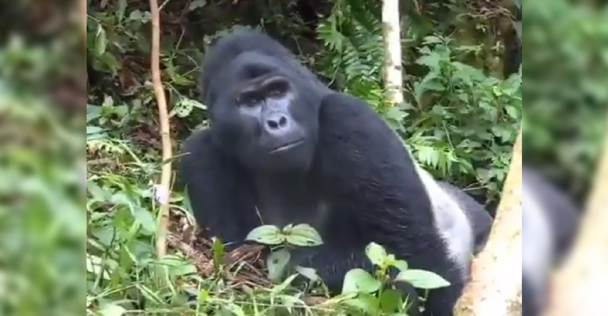 El gorila Rafiki, cuyo nombre significa “amigo” en suajili. Foto: Captura de pantalla.