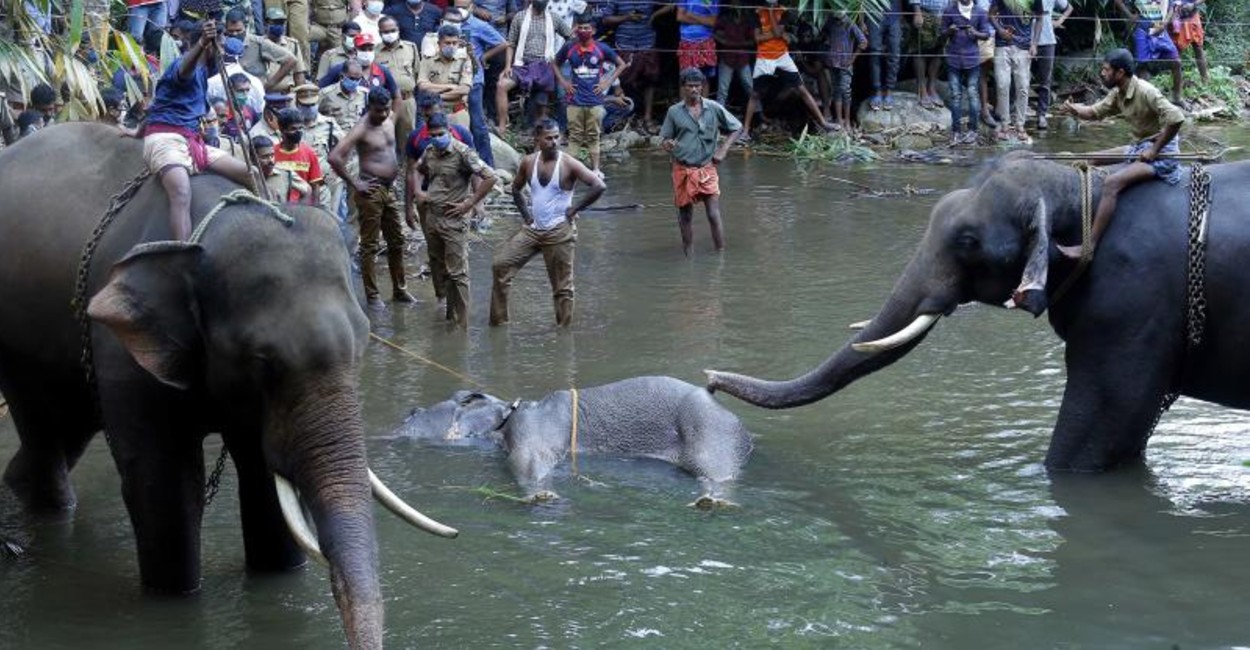 La elefanta estaba esperando una cría. 
Foto: cortesía 