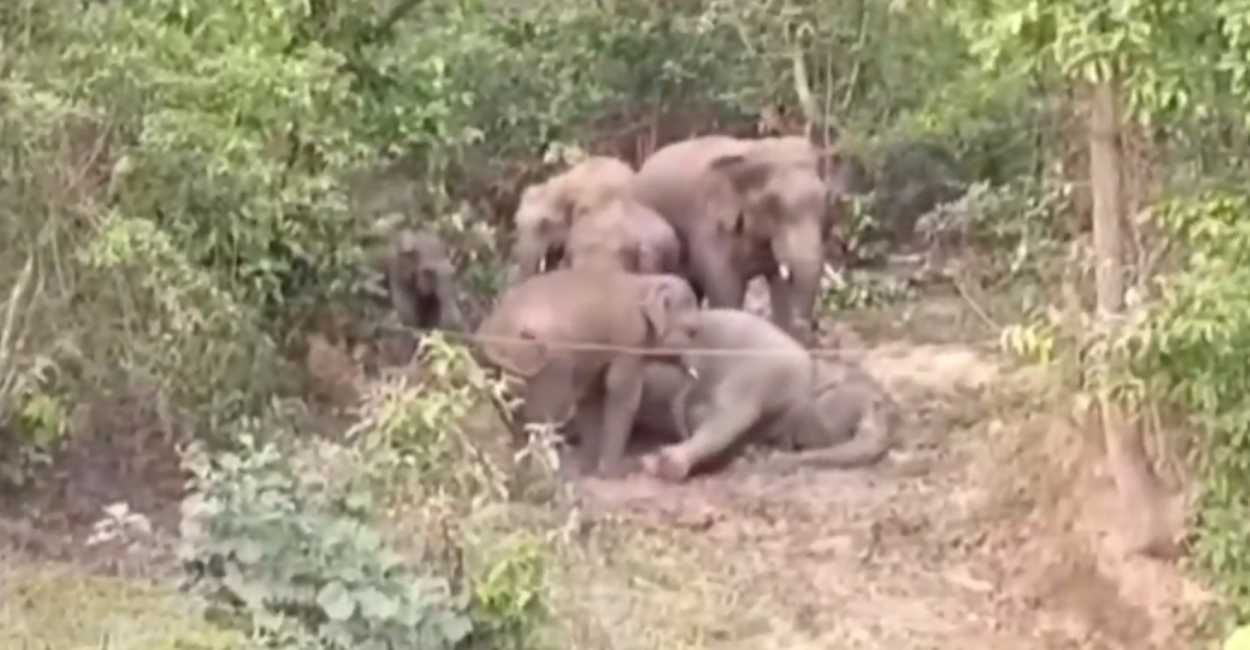 Varios elefantes se encontraban llorando alrededor de otro más que estaba muerto en el suelo.