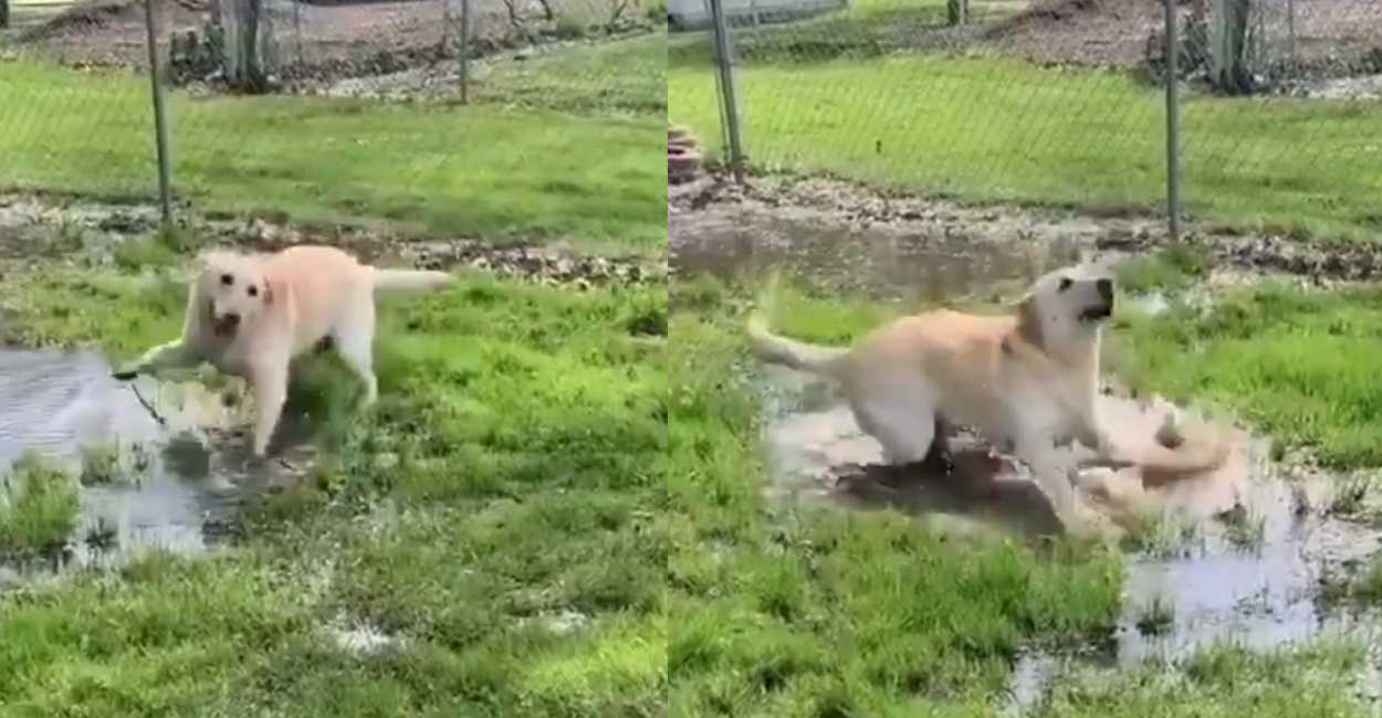En el video se ve como el perrito comienza temeroso por el agua y luego se emociona al sentirla.
