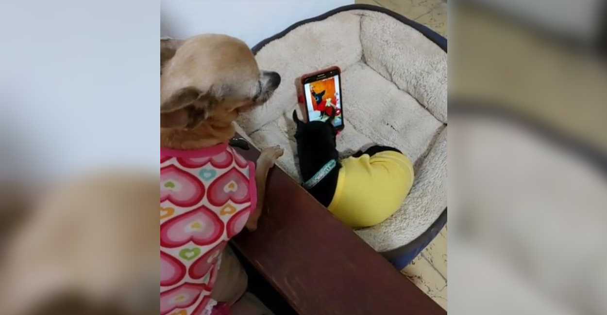El video fue subido por una cuenta en TikTok que se dedica a grabar videos de los perritos.