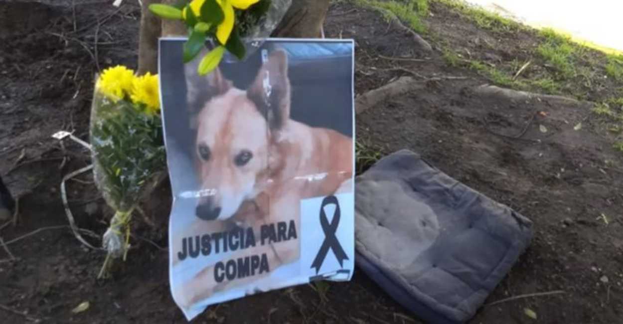 El nombre del perro era Compa y muchos exigieron justicia para el animal.