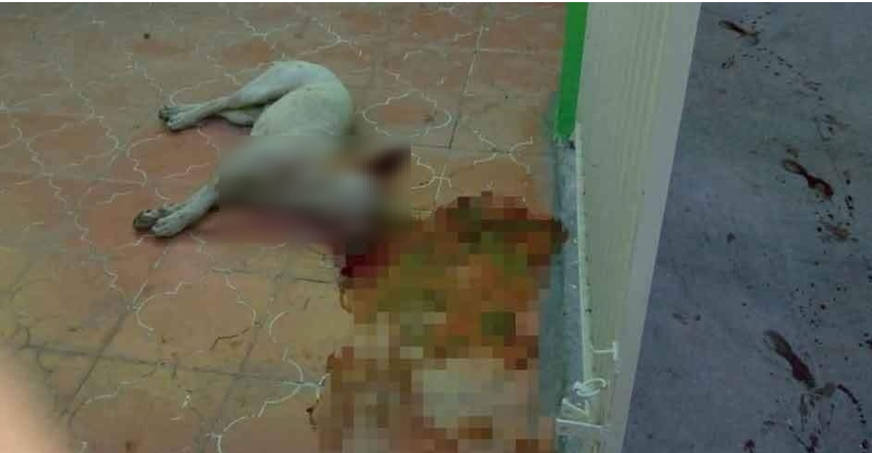 Un policía mató al perro de un balazo para que pudiera soltar a la señora. Foto: Cortesía.