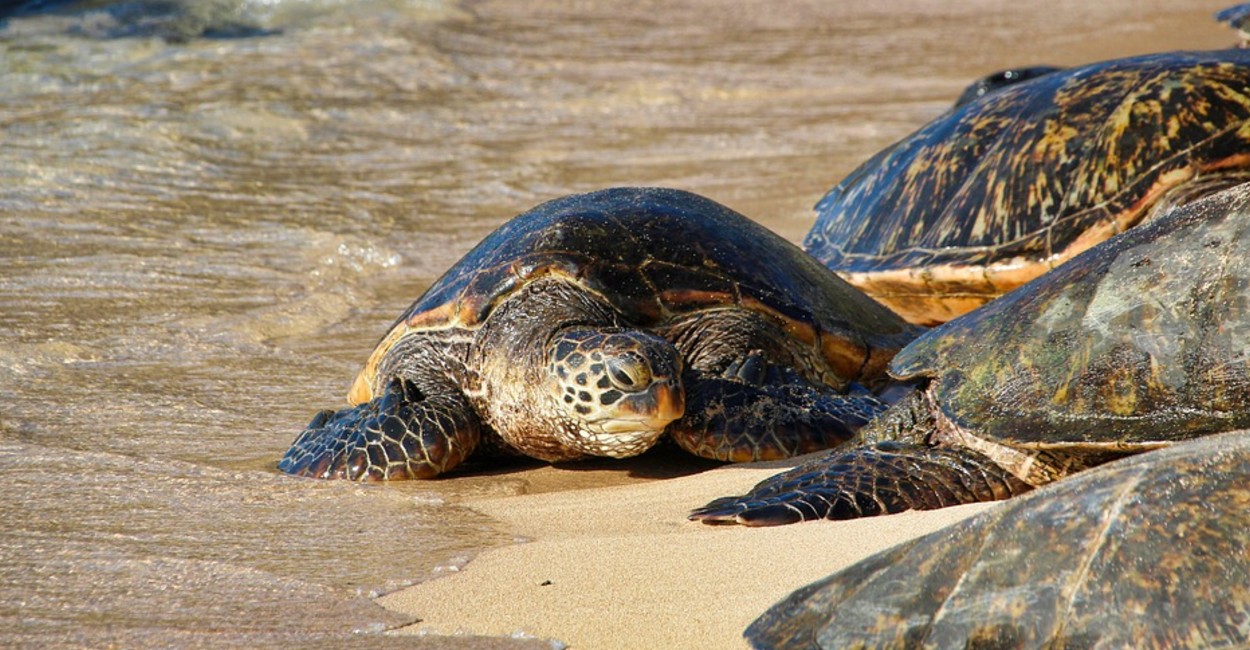 Las tortugas marinas son animales protegidos en China. Foto: Pixabay.