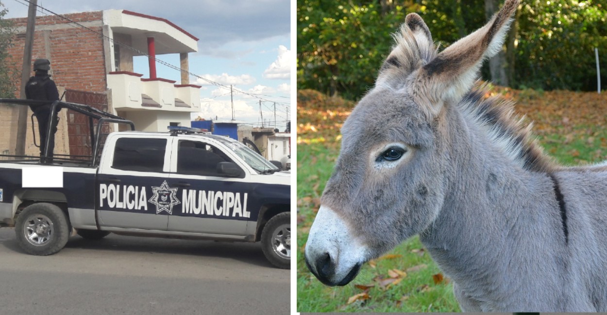 Patrulla de la Policía Municipal y una imagen ilustrativa de un burro.