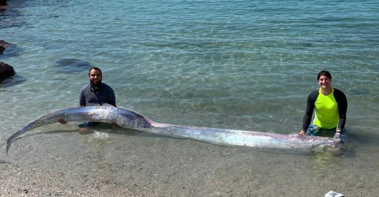 El pez mide aproximadamente 4 metros de largo. | Foto: Twitter @Bebesauri0
