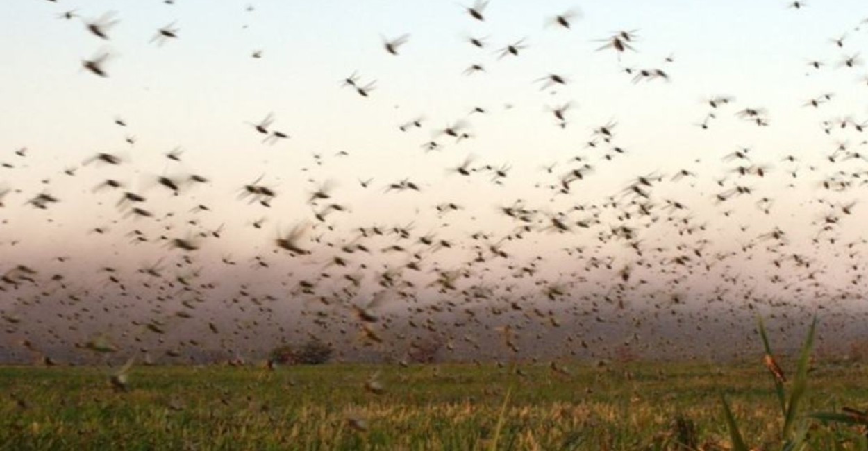En estos momentos los insectos voladores se encuentran en Belice. | Foto: Twitter @Anlikerinfante