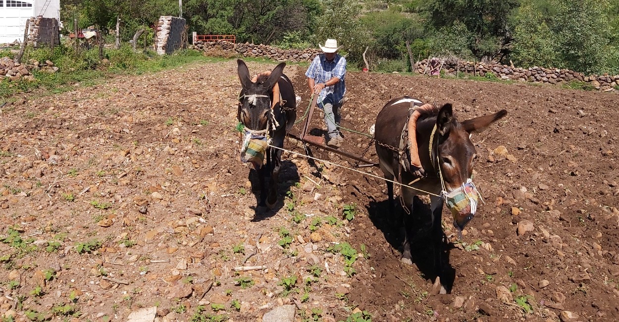 Con su yunta de burros hace los surcos pa' las semillas. Fotos: Rocío Ramírez.
