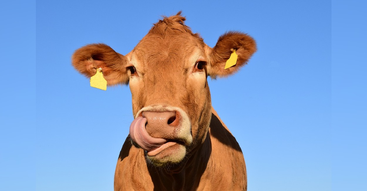 Es importante que las vacas estén aretadas. | Foto: Pixabay.