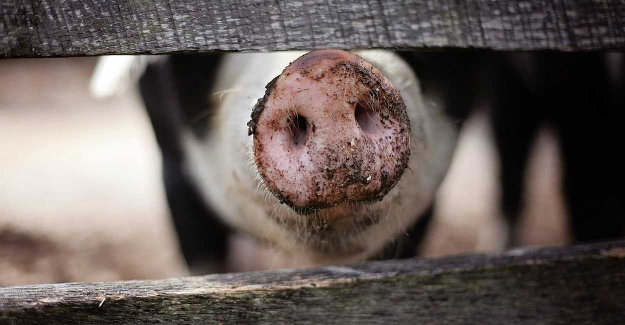 La gripe porcina es capaz de trasmitirse de cerdos a humanos. | Foto: Pixabay