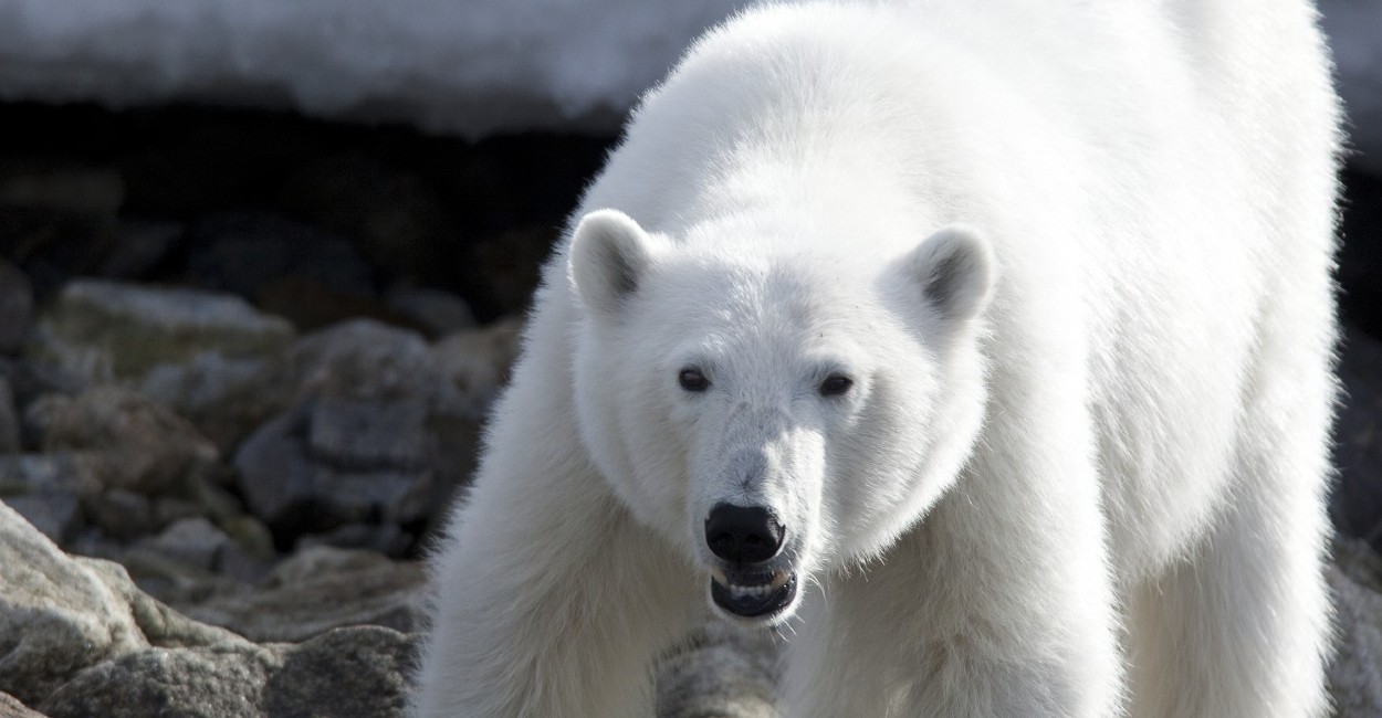 Los osos polares se enfrentan a su posible extinción.