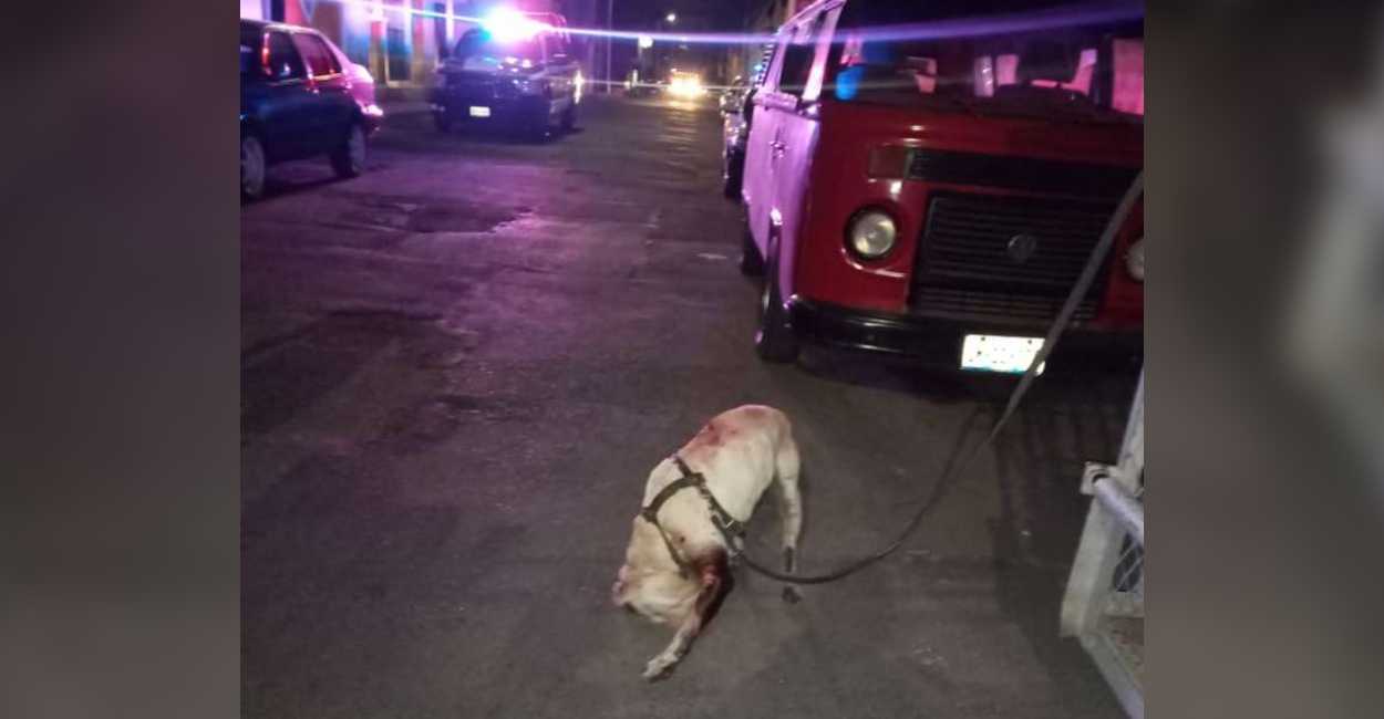 Luego del ataque al perro, informaron que el animal necesitará cirugía por las heridas. | Foto: Cortesía Heraldo de México.