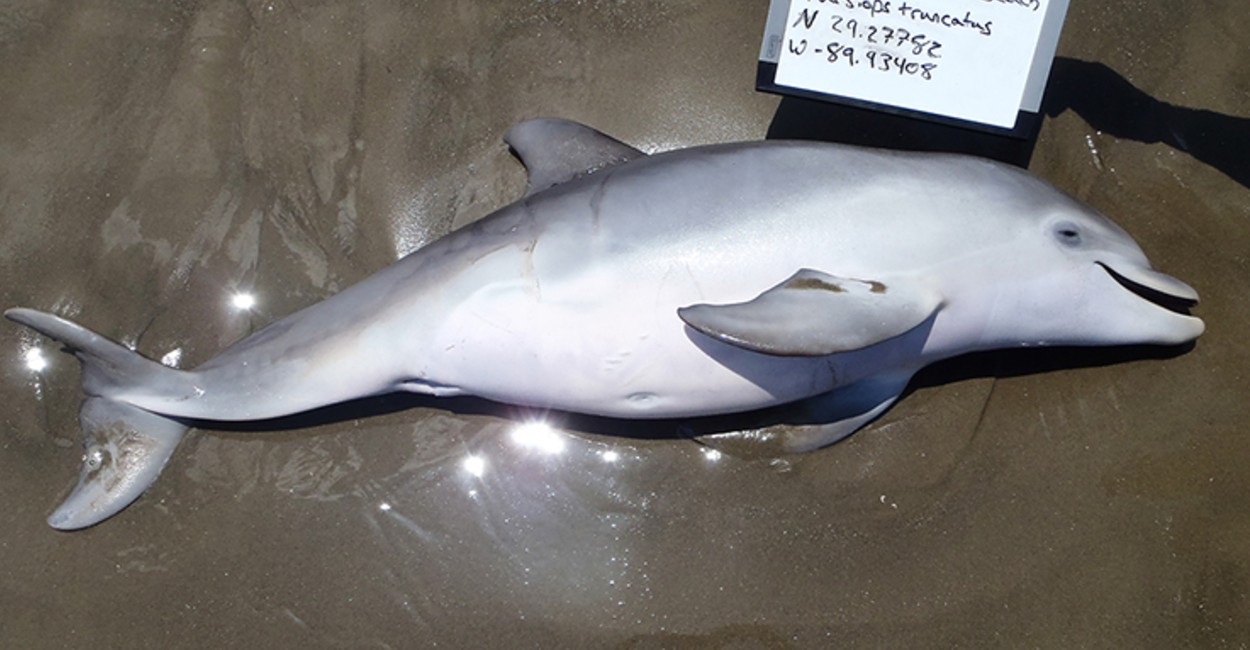 Encontraron a seis delfines muertos en la mañana de este miércoles. Foto: Twitter. @nanduti
