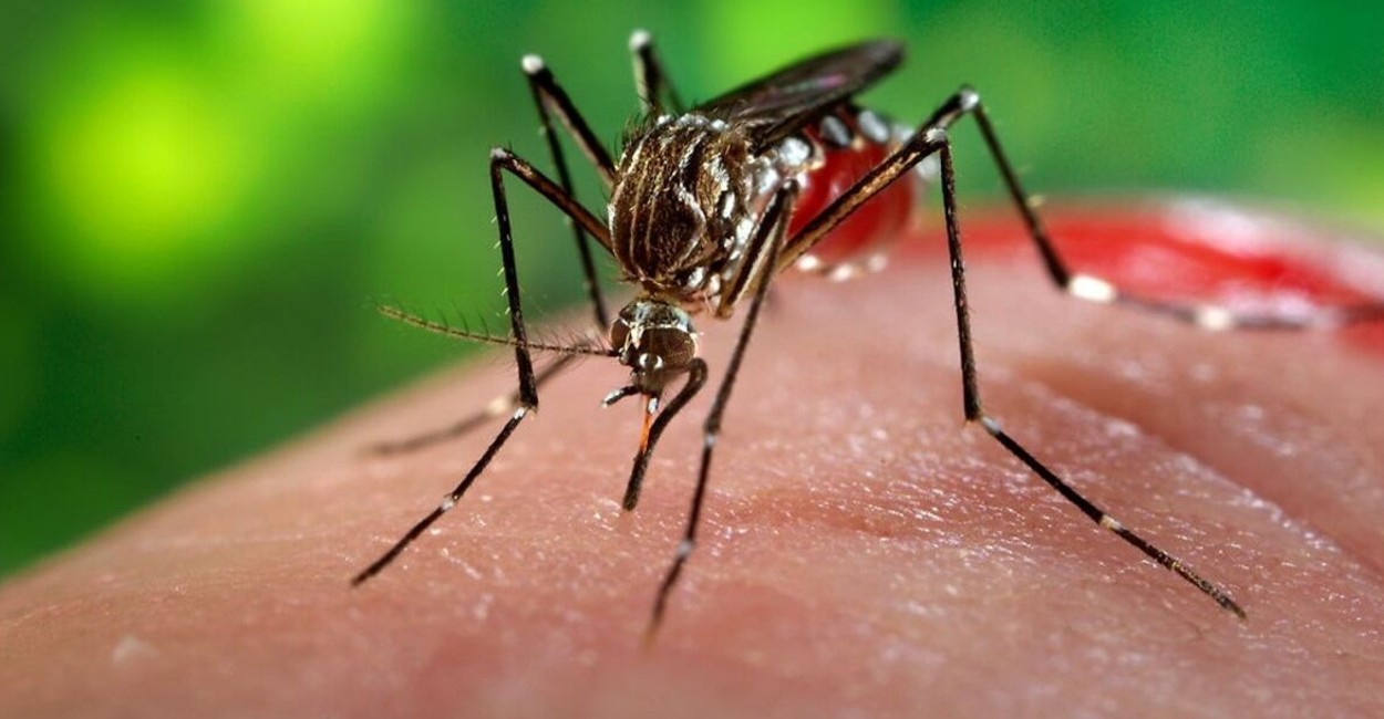 El dengue es una infección vírica transmitida por mosquitos.