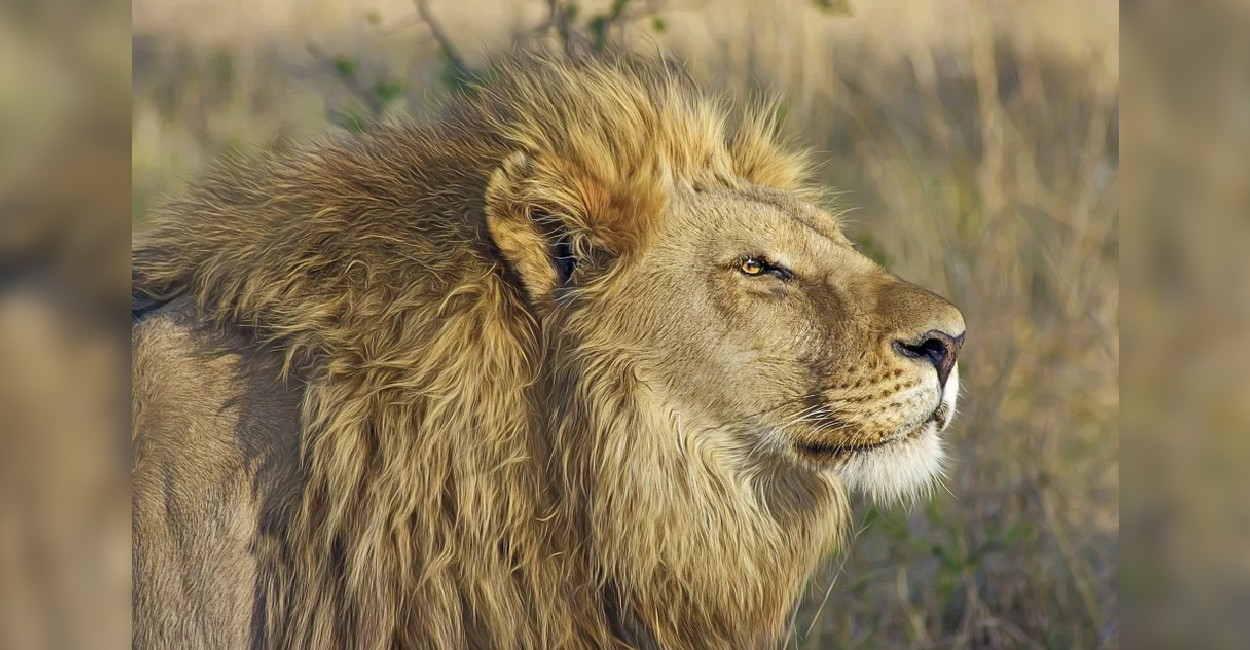 En total 26 leones se encargan de producir las heces. Foto: Pixabay.