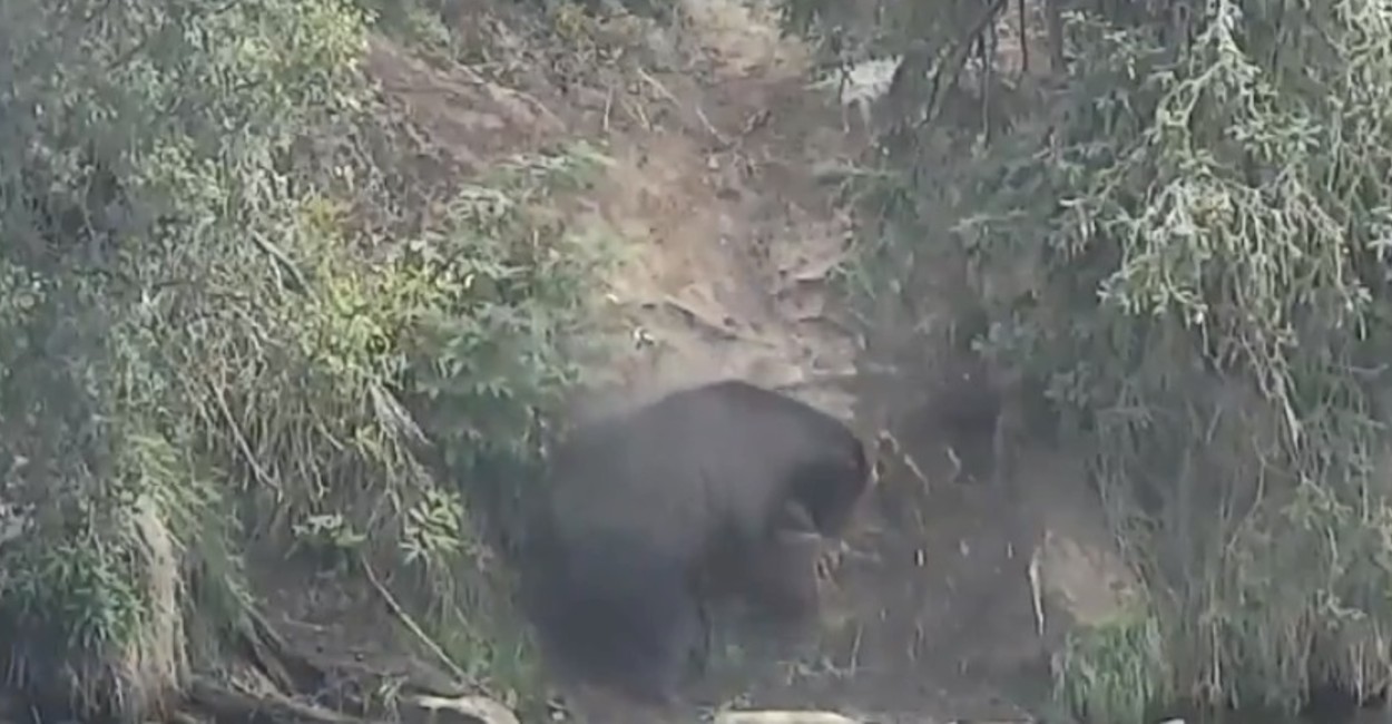 En el video se puede observar al oso caminando con dificultad. Foto: Captura de pantalla.