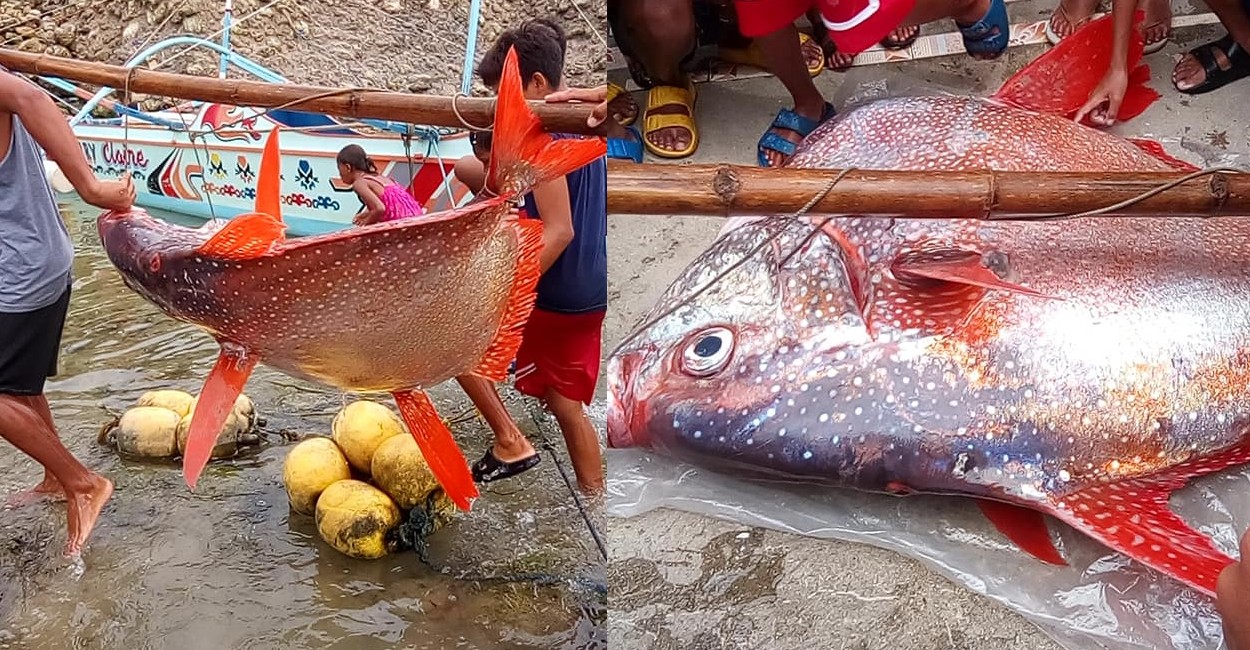El pez pesaba al menos 65 kilos. Foto: Twitter.