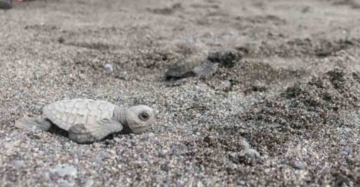 Las tortugas adultas llegan a pesar 50 kilogramos. Foto: Reuters.