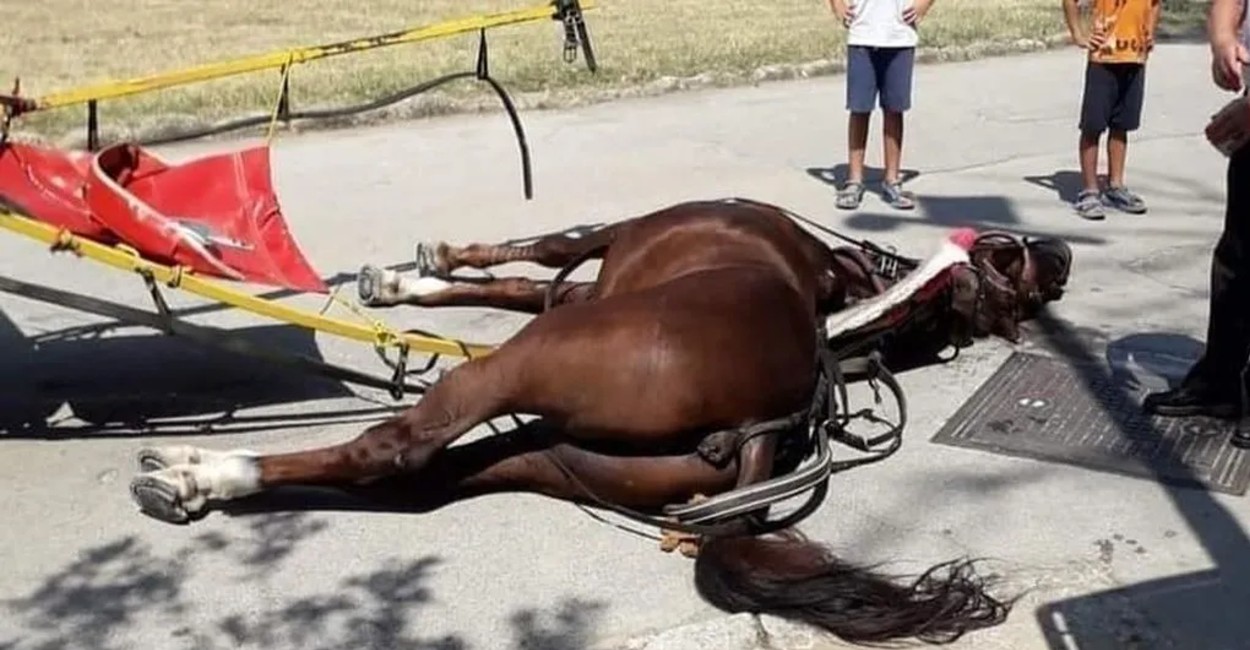 El caballo quedó tirado en medio de la calle.