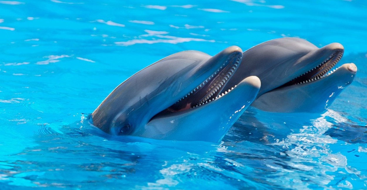 El documental denuncia el maltrato que viven los delfines en cautiverio. Foto: Pixabay.