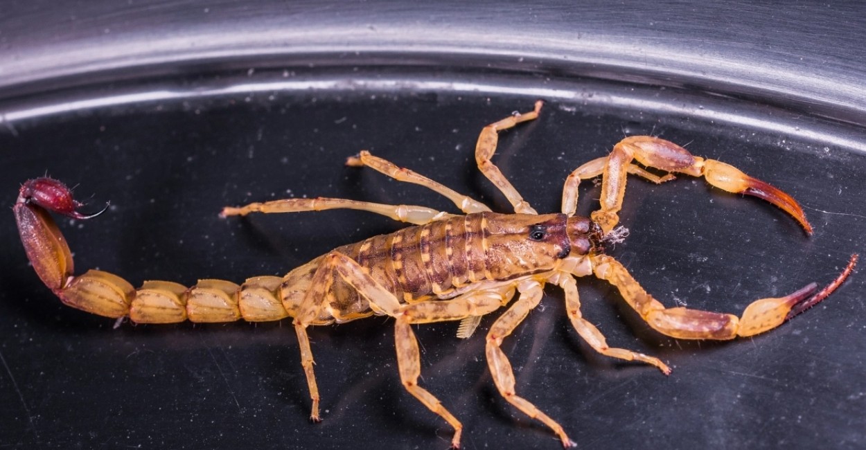 El escorpión le picó en un dedo de la mano izquierda. Foto: Pixabay.