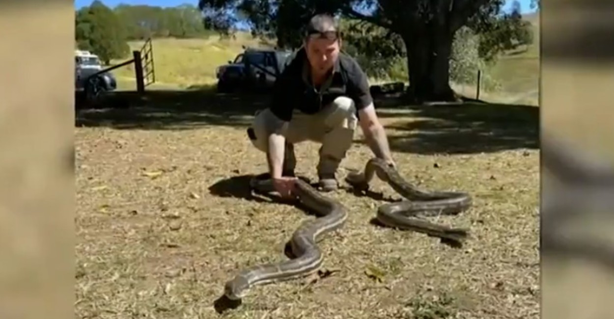 El cazador de serpientes, Stephen Brown y los dos pitones. Foto: Captura de pantalla del video.