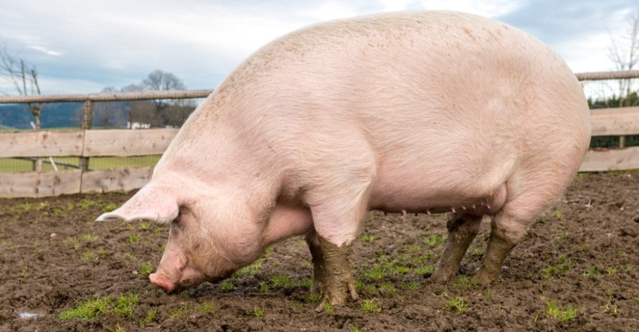 La peste porcina causa grandes daños físicos a los animales. | Foto: cortesía