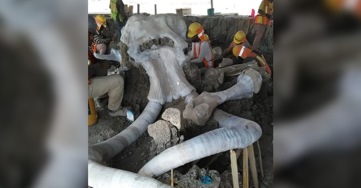 Se cree que hay más restos de mamuts en esa zona. | Foto: cortesía