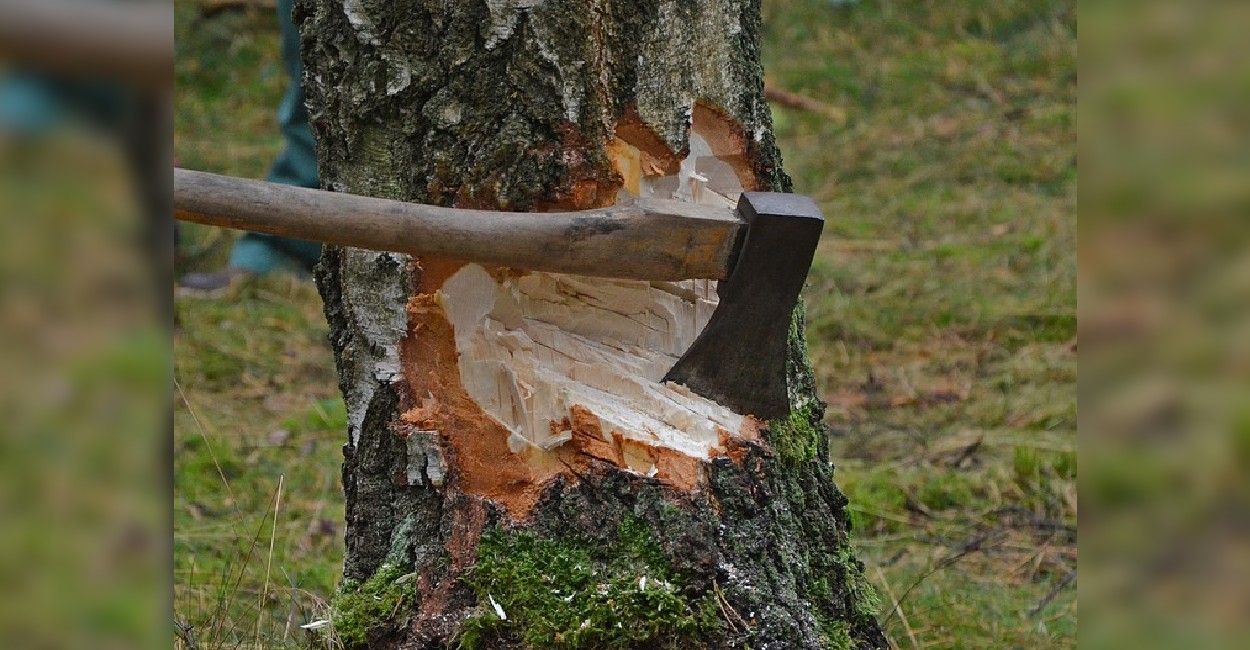 Al momento atendieron nueve reportes por poda o tala de árboles. Foto Ilustrativa: Pixabay.