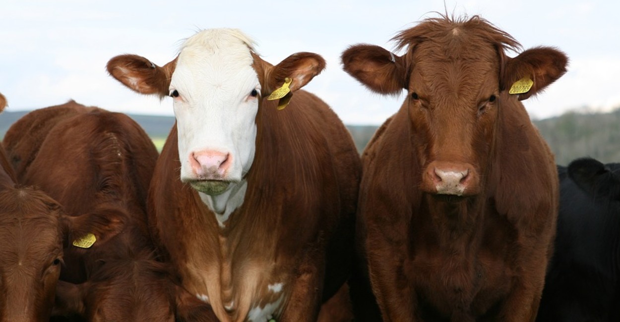 En Reino Unido, las vacas han sido responsables de un gran número de muertes de personas. Foto: Pixabay.